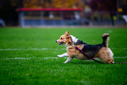 Best Hip and Joint Supplements for Dogs: How to Find the Right One